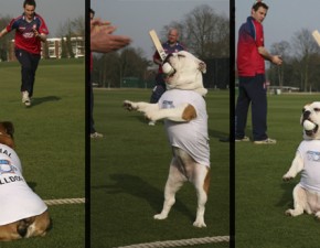 ECB Turn Bulldogs to Ball-Dogs